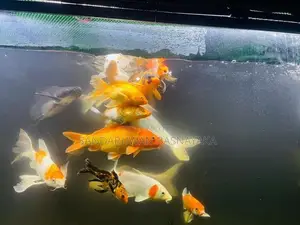Aquarium Fishes
