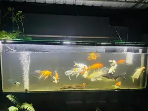 Aquarium Fishes
