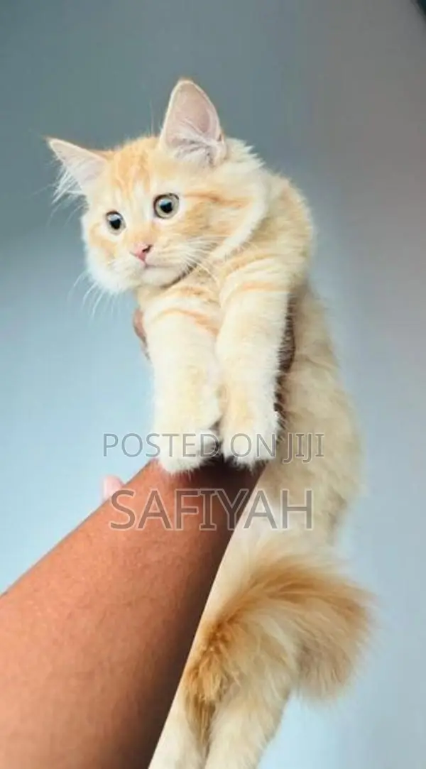 Persian Kittens