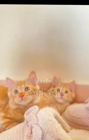 Persian Kittens