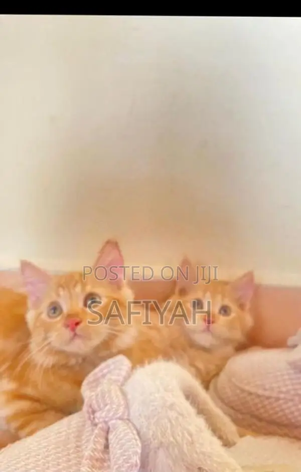 Persian Kittens