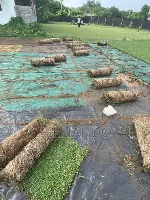Malasiyan Carpet Grass
