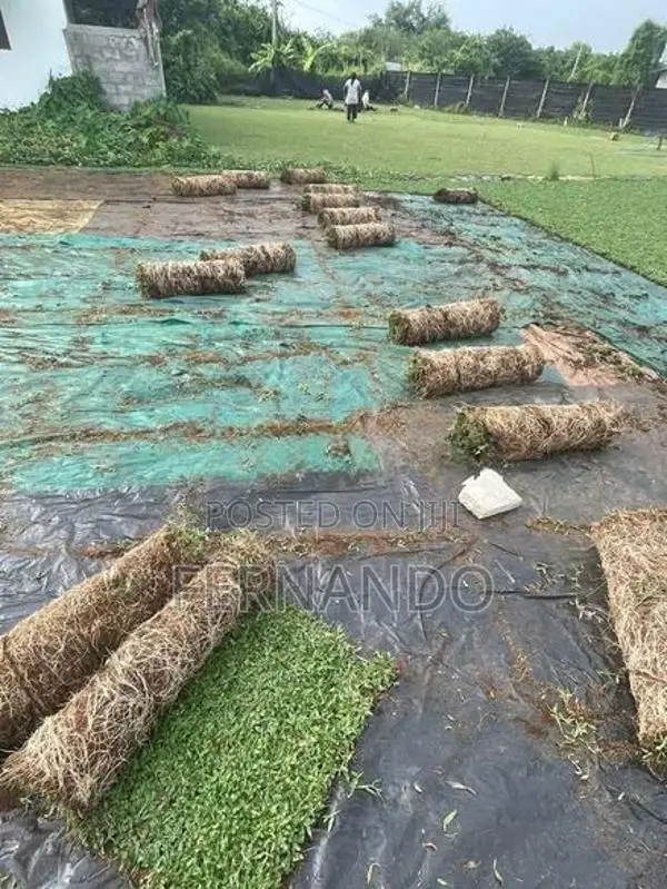 Malasiyan Carpet Grass