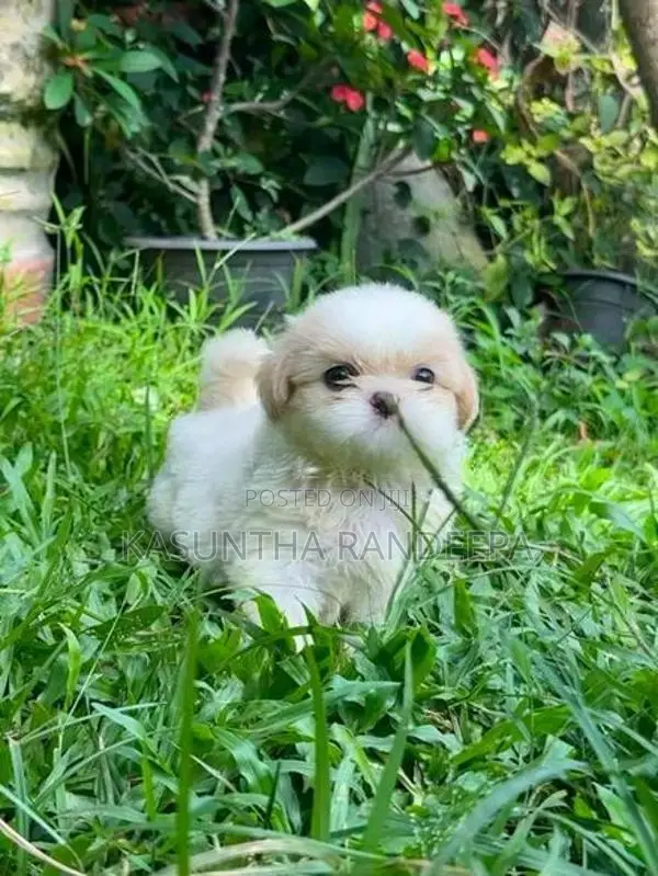Shih Tzu Puppy