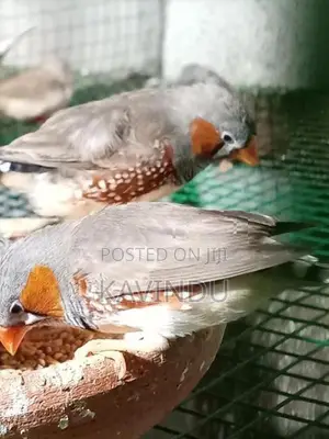Finches Birds