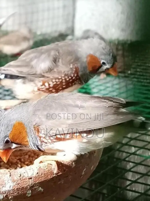 Finches Birds