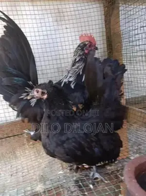 Japanese bantam