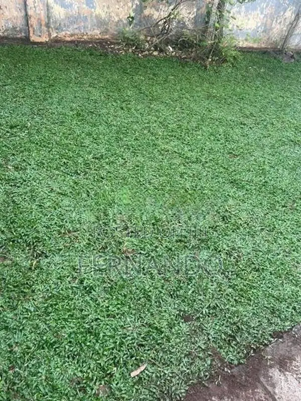 Malasiyan Carpet Grass