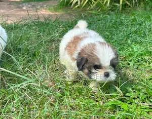 Shih Tzu Puppy