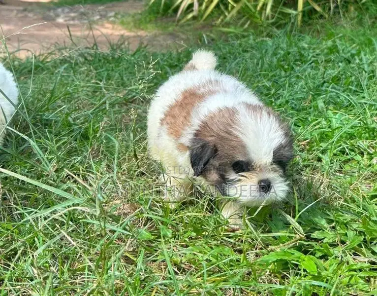 Shih Tzu Puppy
