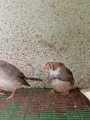 Finches Birds