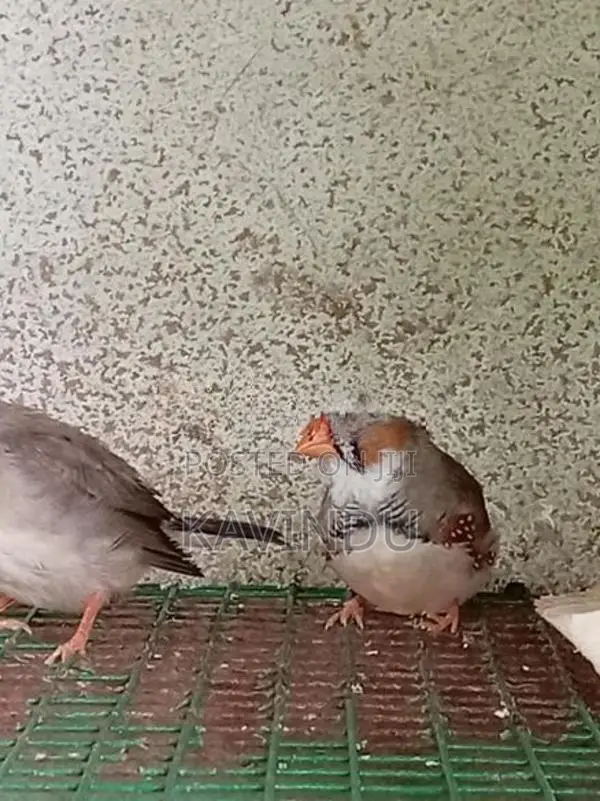 Finches Birds