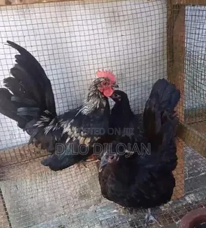 Japanese bantam