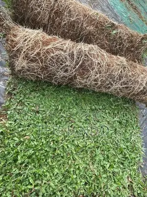 Malasiyan Carpet Grass