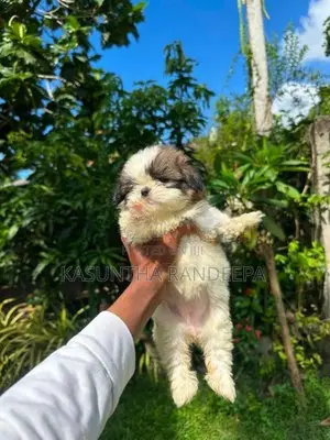 Shih Tzu Puppy