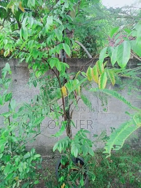 වටිනා ඉඩමක් විකිණීමට Ja Ela