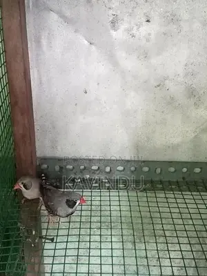Finches Birds