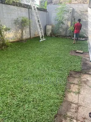 Malasiyan Carpet Grass