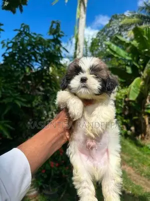 Shih Tzu Puppy