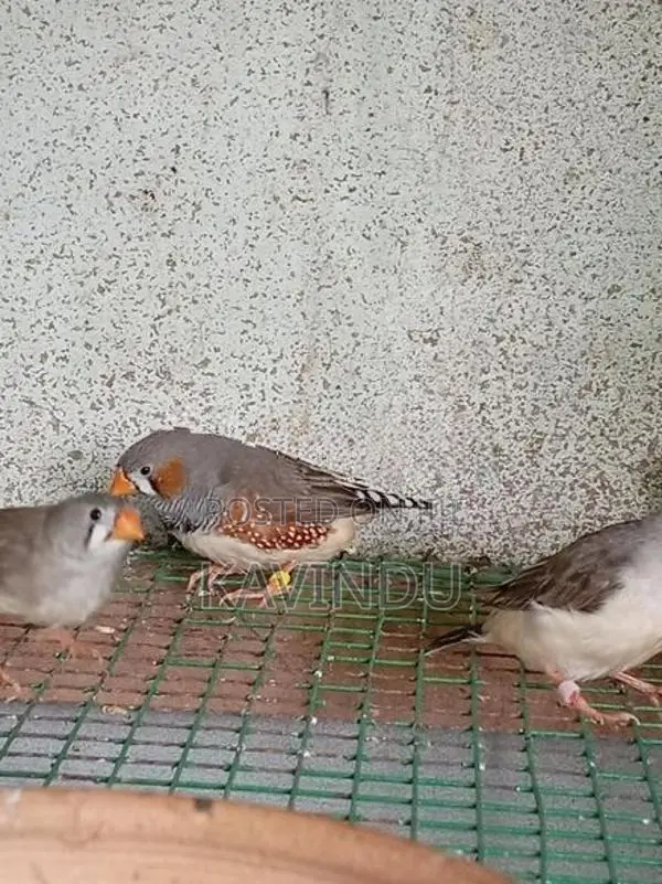 Finches Birds