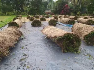 Malasiyan Carpet Grass