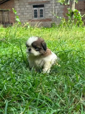 Shih Tzu Puppy