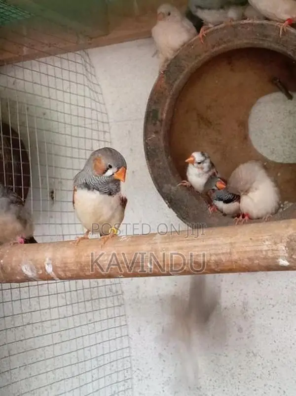 Finches Birds