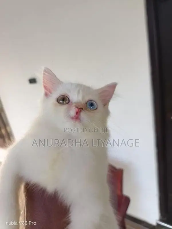 Odd Eye Female Persian Cat