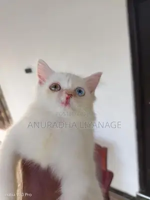 Odd Eye Female Persian Cat