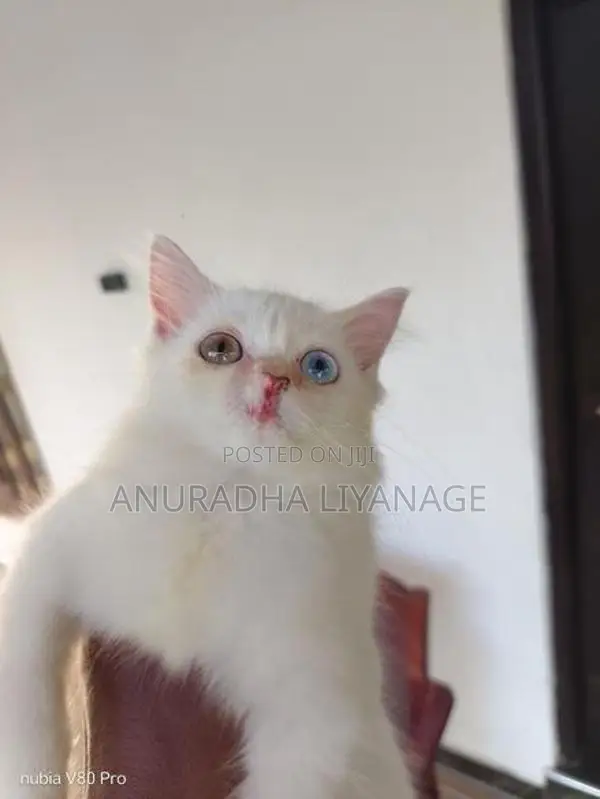 Odd Eye Female Persian Cat