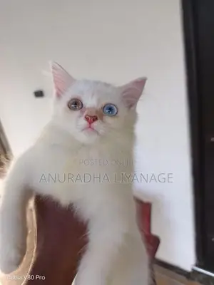 Odd Eye Female Persian Cat