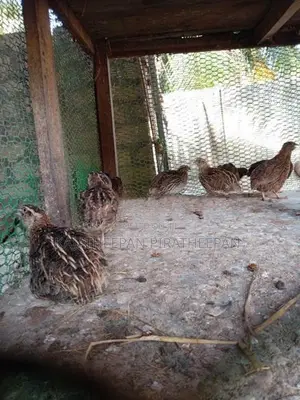 Quails