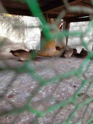 Quails
