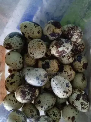 Quails