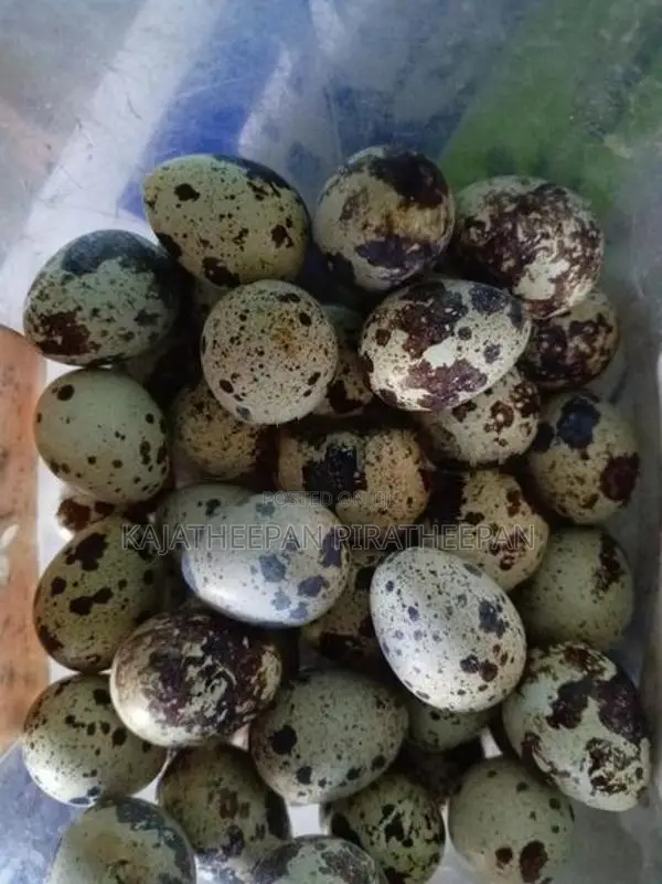 Quails