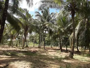 පාදෙණිය මහව ප්‍රධාන පාරෙන් ඉඩමක් විකිණීමට
