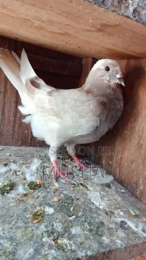 Pigeon High Fliyer