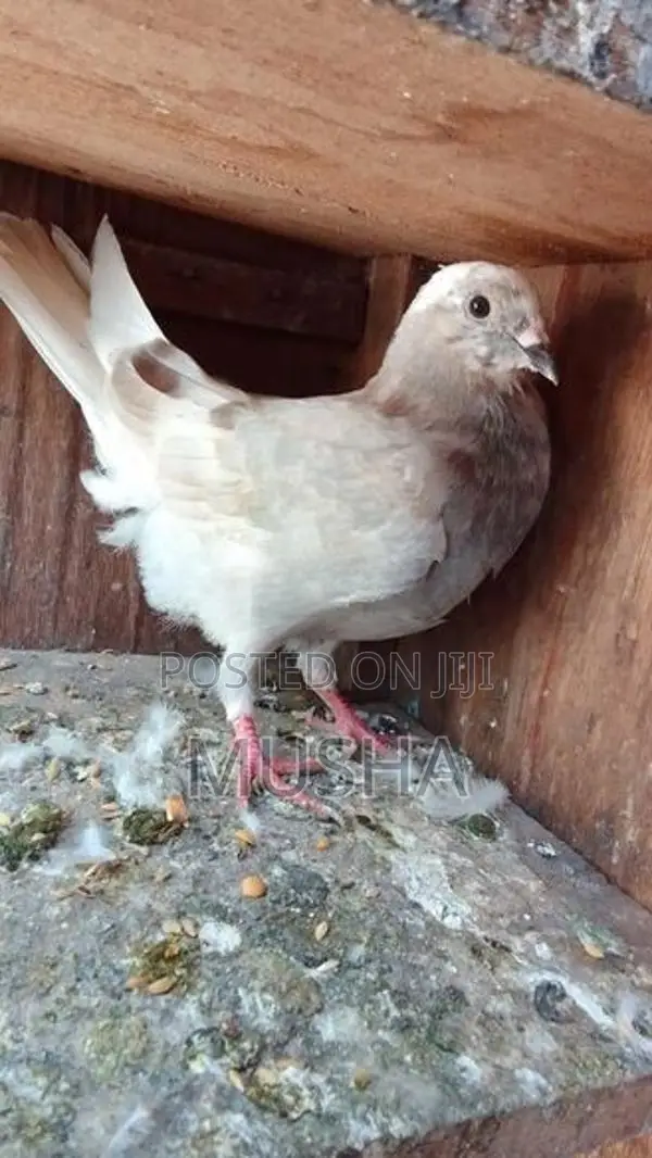 Pigeon High Fliyer