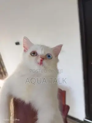 Odd Eye Female Persian Cat