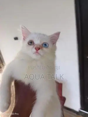 Odd Eye Female Persian Cat