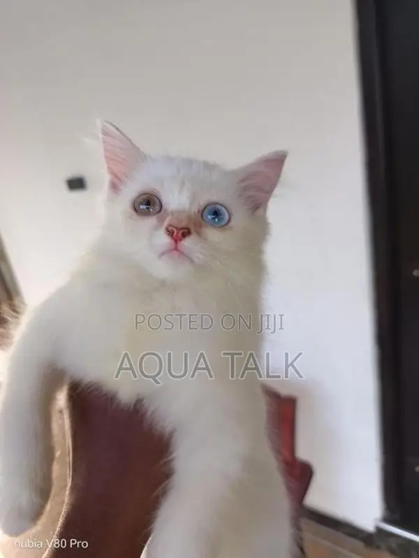 Odd Eye Female Persian Cat