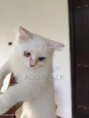 Odd Eye Female Persian Cat
