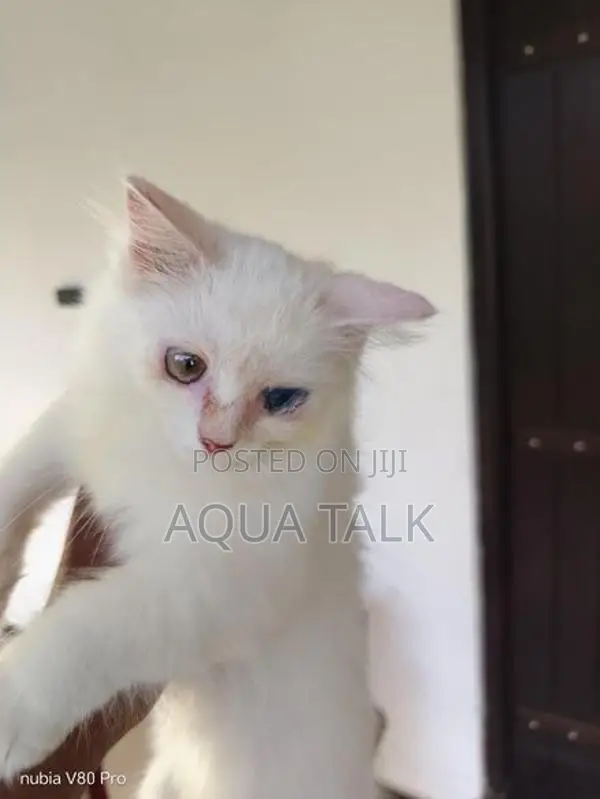 Odd Eye Female Persian Cat