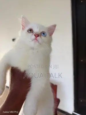 Odd Eye Female Persian Cat