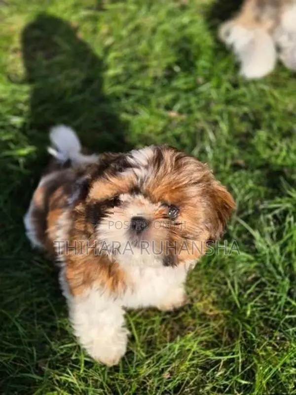 Shih Tzu Puppies