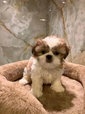 Shih Tzu Puppies