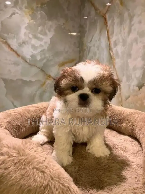 Shih Tzu Puppies