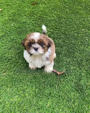 Shih Tzu Puppies
