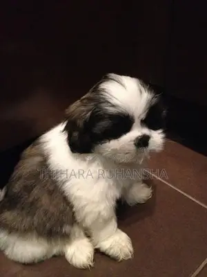 Shih Tzu Puppies