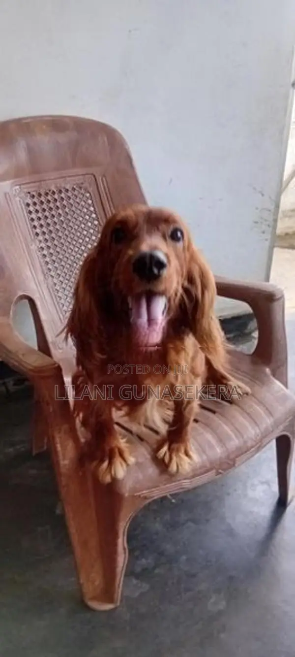 cocker spanial